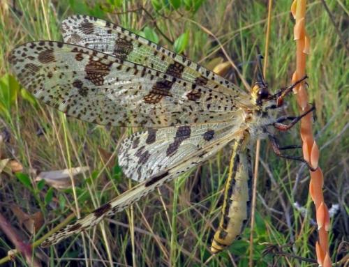 Réf. 209 798 : Palpares libelluloides